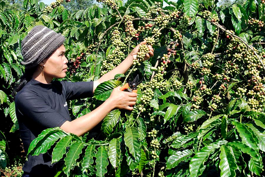 Theo đánh giá, năng suất cà phê năm nay giảm so với năm ngoái. Ảnh: Đ.T