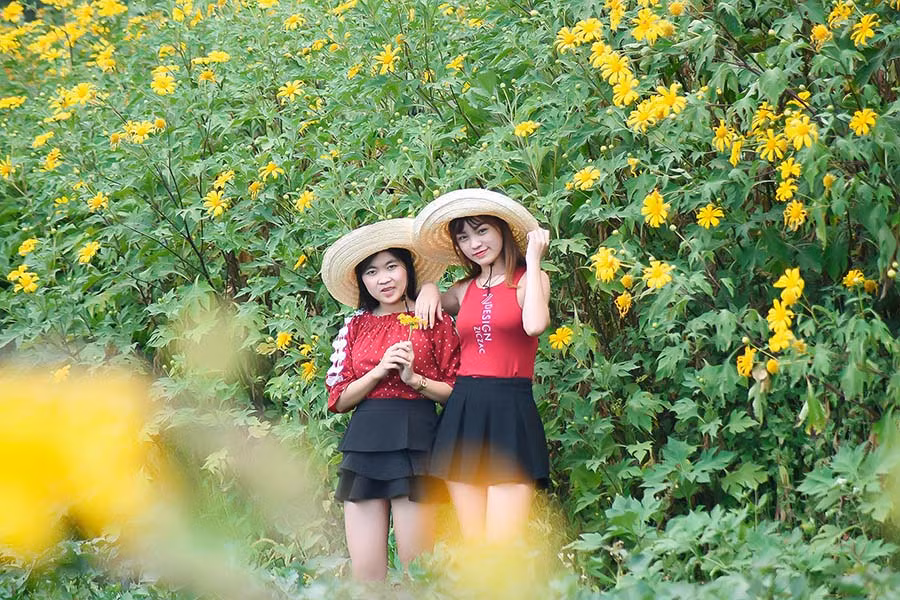 Du khách hào hứng với những rặng dã quỳ khoe sắc đầu mùa