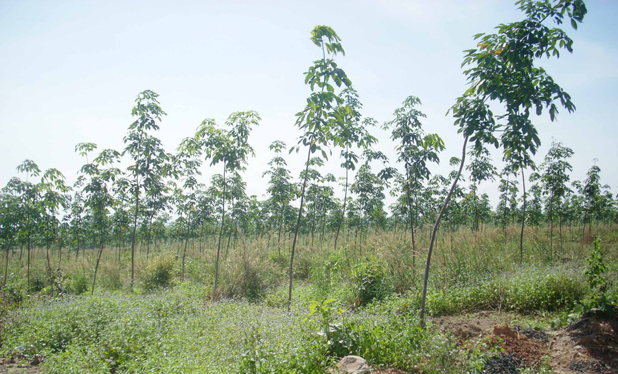 Năm 2019 sẽ thanh tra việc quản lý và sử dụng đất lâm nghiệp trên địa bàn tỉnh. Ảnh: Thanh Nhật