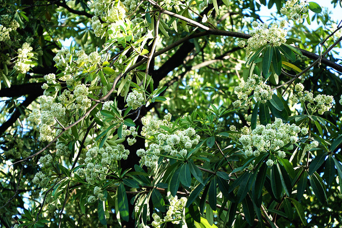  Theo một người dân, hoa sữa ở đoạn đường này có bông không lớn, mùi hương cũng không nồng nặc như nhiều người nghĩ.