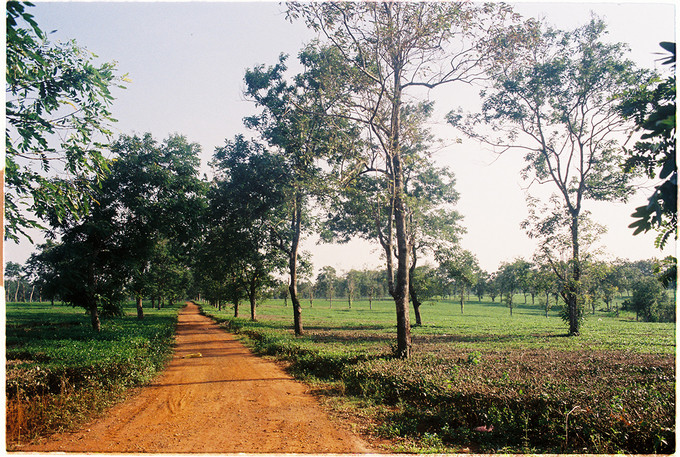Theo con đường đất đỏ dẫn vào, bạn có thể ngửi thấy mùi lá chè thoang thoảng trong gió. Thời điểm thích hợp để ghé thăm nơi này là sáng sớm, khi sương mai còn đọng trên cây cỏ dưới ánh bình minh.