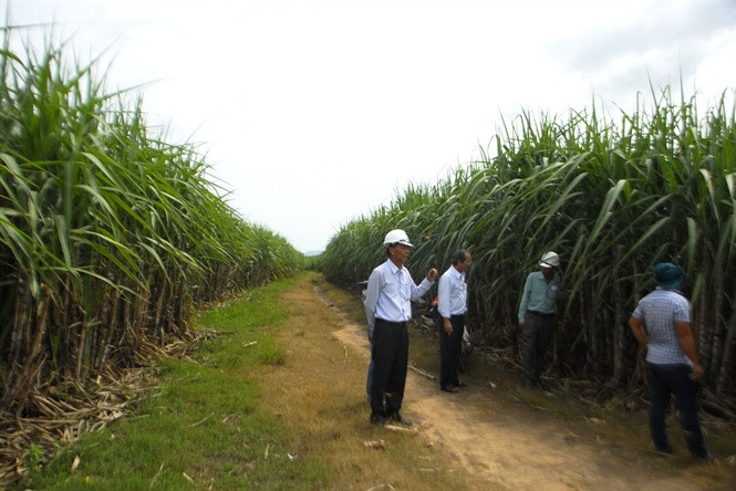 Bát ngát xanh vùng mía Đông Gia Lai