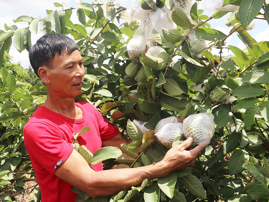  Gia đình ông Ký thu nhập hàng trăm triệu đồng mỗi năm từ mô hình trang trại. Ảnh: Ngọc Minh