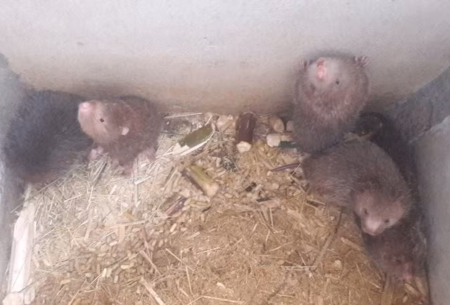 Trong số các đối tượng vật nuôi đặc sản thì dúi là con vật dễ nuôi, cho hiệu quả kinh tế cao. Trong số các đối tượng vật nuôi đặc sản thì dúi là con vật dễ nuôi, cho hiệu quả kinh tế cao.