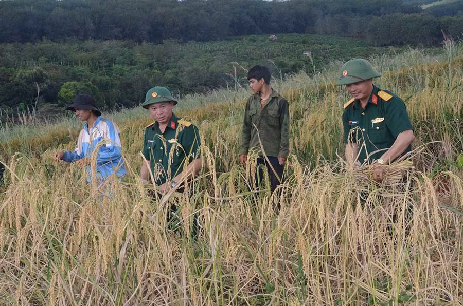  Cán bộ, chiến sĩ Công ty 75 giúp đỡ nhân dân thu hoạch lúa. Ảnh: V.H