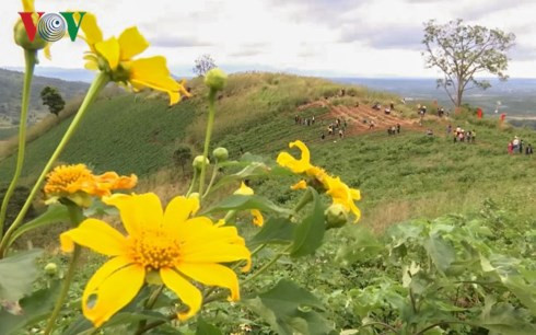 Hoa dã quỳ đang trong những ngày khoe sắc thắm đón du khách đến thăm.