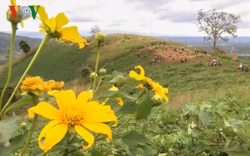 Hoa dã quỳ đang trong những ngày khoe sắc thắm đón du khách đến thăm.