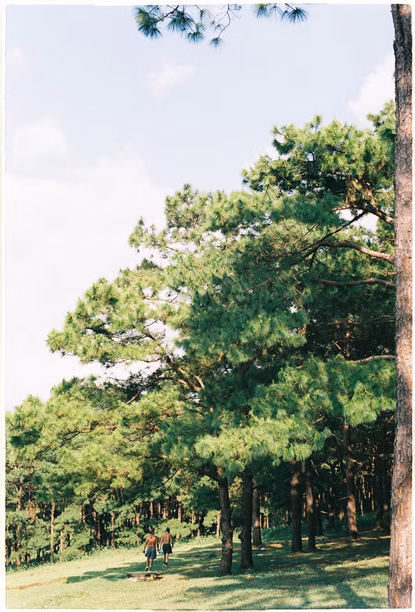 Một trải nghiệm thú vị khác là lang thang trên những con đường mòn nhỏ xung quanh, nơi có hàng thông nối dài xanh mướt mắt.