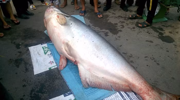Con cá tra dầu được anh Tính bán với giá trên 70 triệu đồng
