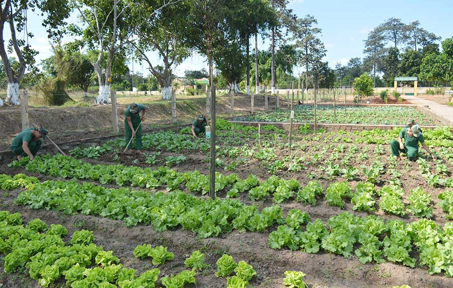 Các chiến sĩ chăm sóc vườn rau xanh. Ảnh: P.D  Các chiến sĩ chăm sóc vườn rau xanh. Ảnh: P.D