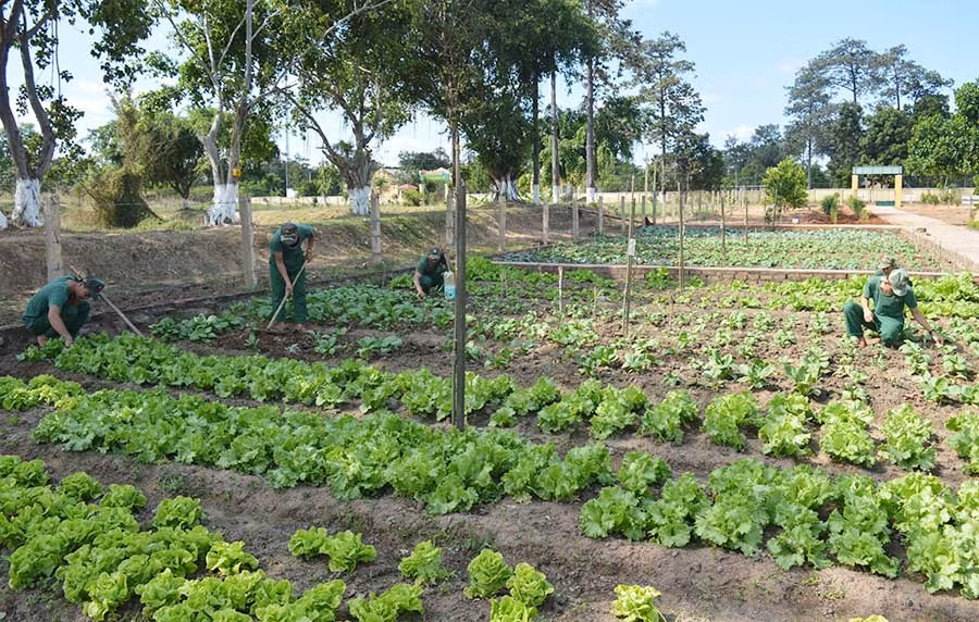  Các chiến sĩ chăm sóc vườn rau xanh. Ảnh: P.D