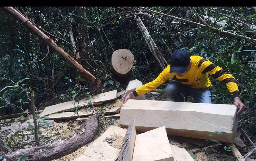 Rừng tại xã Kon Chiêng, huyện Mang Yang đã bị tàn phá trong thời gian qua. Ảnh: Văn Ngọc