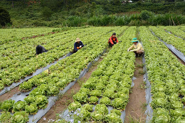  Người Nhật đến Lâm Đồng đầu tư nông nghiệp ngày càng nhiều. Ảnh: Báo Lâm Đồng.