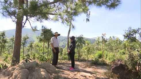 Hàng trăm ha rừng thuộc Tiểu khu 229 Ban QLR phòng hộ Bắc Biển Hồ đã bị lấn chiếm.