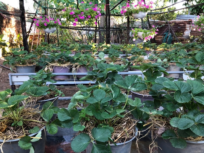 Bên cạnh hoa, quán còn có vườn dâu giống Singapore ăn ngọt, tuy nhiên do chưa phải là người trồng dâu chuyên nghiệp nên thỉnh thoảng cả vườn mới đậu vài trái chín. Khách uống cà phê có thể tham quan vườn thoải mái, không tính phí.