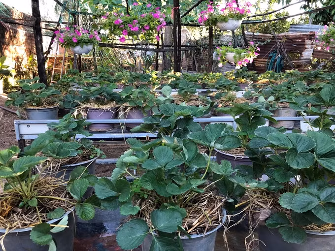 Bên cạnh hoa, quán còn có vườn dâu giống Singapore ăn ngọt, tuy nhiên do chưa phải là người trồng dâu chuyên nghiệp nên thỉnh thoảng cả vườn mới đậu vài trái chín. Khách uống cà phê có thể tham quan vườn thoải mái, không tính phí.