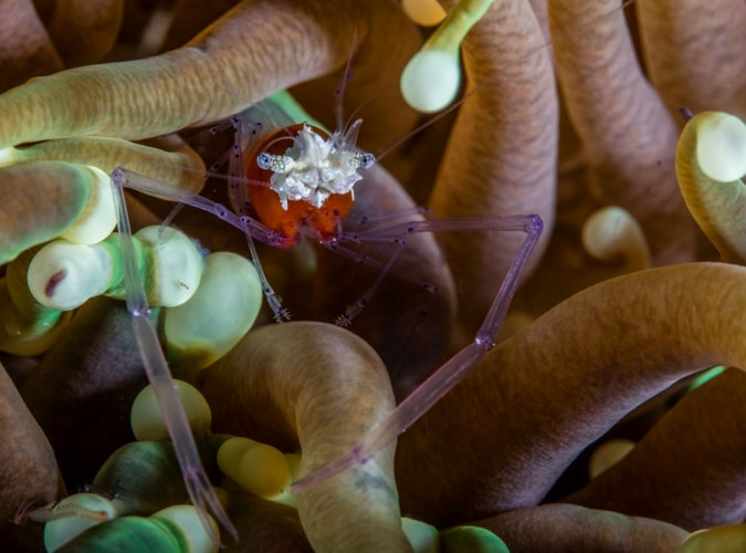  Con tôm trong suốt như một 