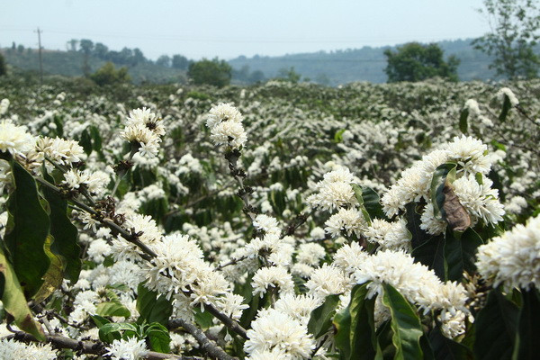  Hoa cà phê. (Ảnh nguồn internet)
