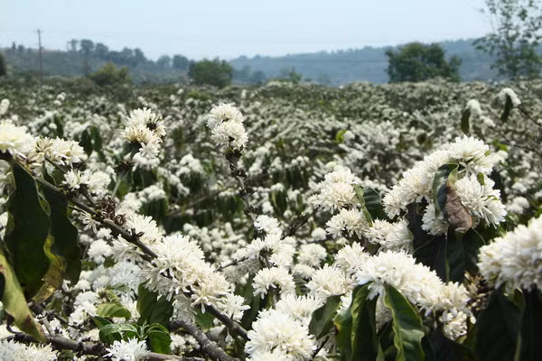  Hoa cà phê. (Ảnh nguồn internet)