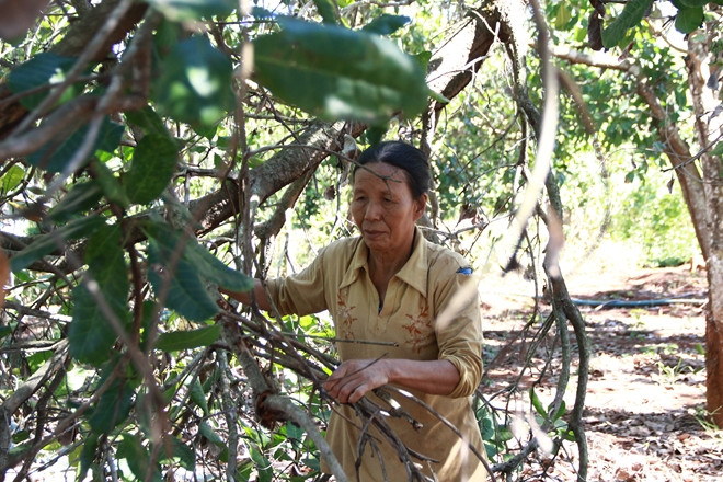 Tuổi xuân của những người phụ nữ như bà Thảng đã bỏ lại ở nông trường