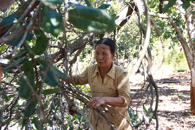 Tuổi xuân của những người phụ nữ như bà Thảng đã bỏ lại ở nông trường