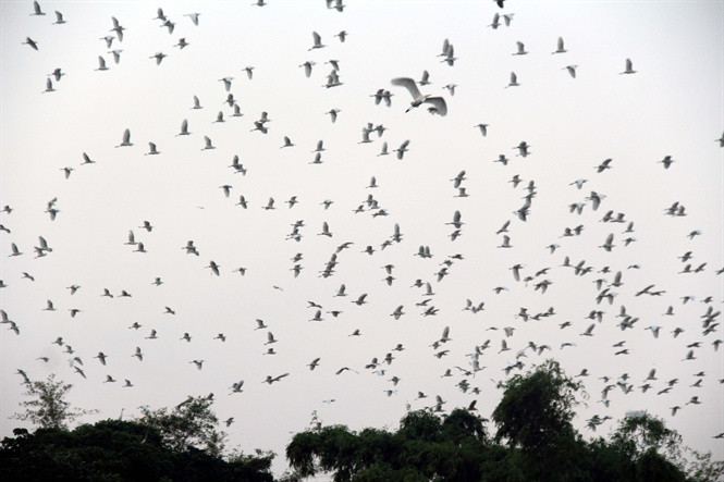 Những hình ảnh ấn tượng về đảo cò