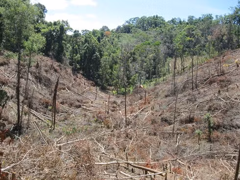 Trong khi tiền để bảo vệ rừng có dấu hiệu bị tham nhũng, trục lợi, rừng phòng hộ Đăk Đoa bị phá tan hoang