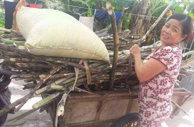 Thức ăn của dúi gồm: Tre, hạt ngô, thân mía... Thức ăn của dúi gồm: Tre, hạt ngô, thân mía...