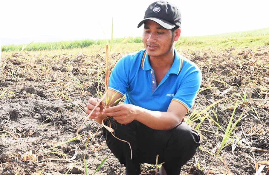  Anh Đinh Rang-Giám đốc Hợp tác xã Nông nghiệp và Dịch vụ Kông Pla cho biết sẽ phát triển mô hình trồng sả đối với 25 thành viên với diện tích khoảng 20 ha. Ảnh: Minh Triều