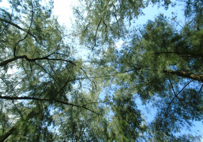 Bầu trời trong xanh trên những tán cây cao vút