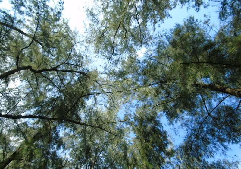 Bầu trời trong xanh trên những tán cây cao vút