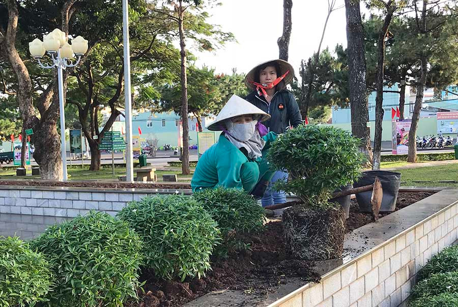  Công nhân Công ty cổ phần Công trình Đô thị Gia Lai chỉnh trang hệ thống cây xanh trong khuôn viên Quảng trường Đại Đoàn Kết. Ảnh: Phương Linh
