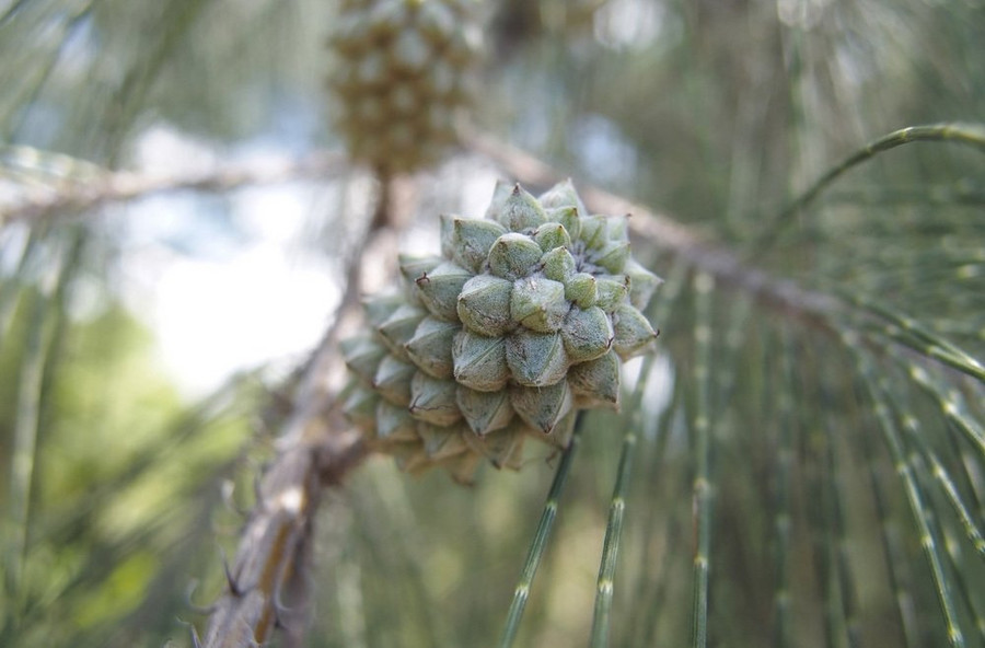  Quả phi lao trên cành cây cổ thụ
