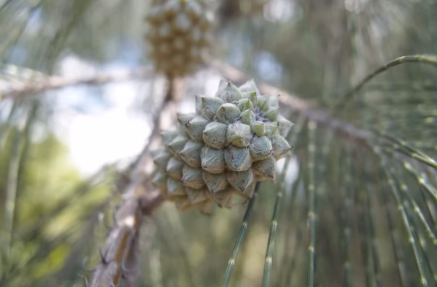  Quả phi lao trên cành cây cổ thụ