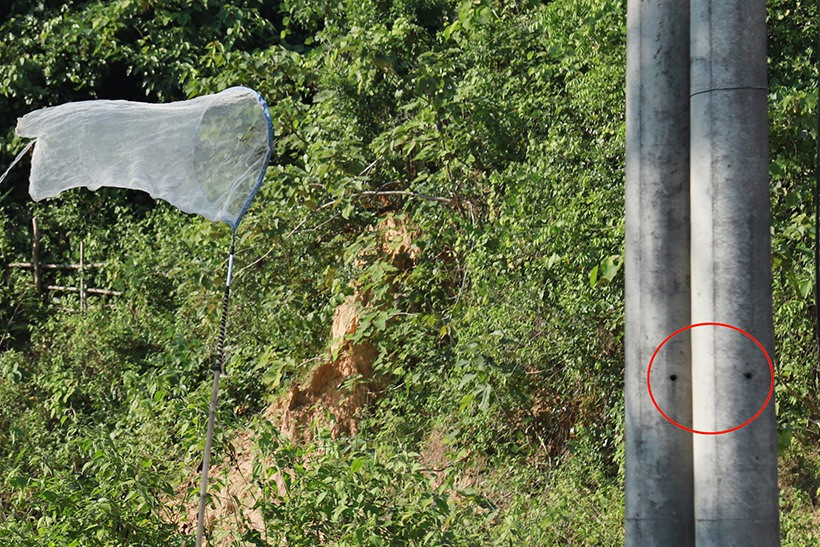 Bắt đầu săn ong.