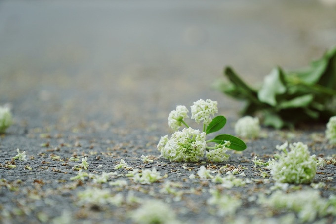  Thuộc họ trúc đào, hoa sữa có hơn 40 loài.