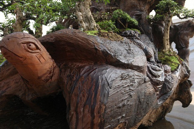  Theo anh Thịnh, ngoài việc tạo hình “long lân quy phượng” hình dáng của gốc cây Sao cổ thụ về cơ bản được giữ nguyên.