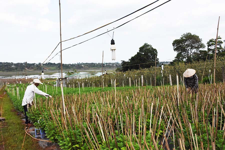  Các hộ dân ở phường Thắng Lợi (TP. Pleiku) chăm sóc vườn hoa cúc của gia đình. Ảnh: H.P