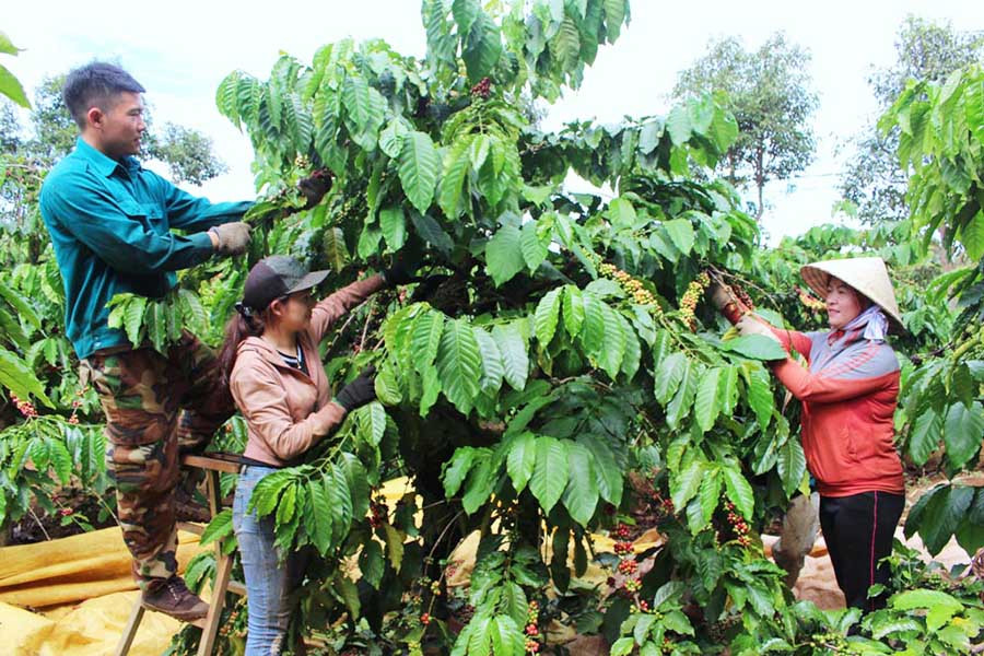 Các gia đình có thanh niên nhập ngũ đều được Đoàn xã giúp đỡ. Ảnh: P.L