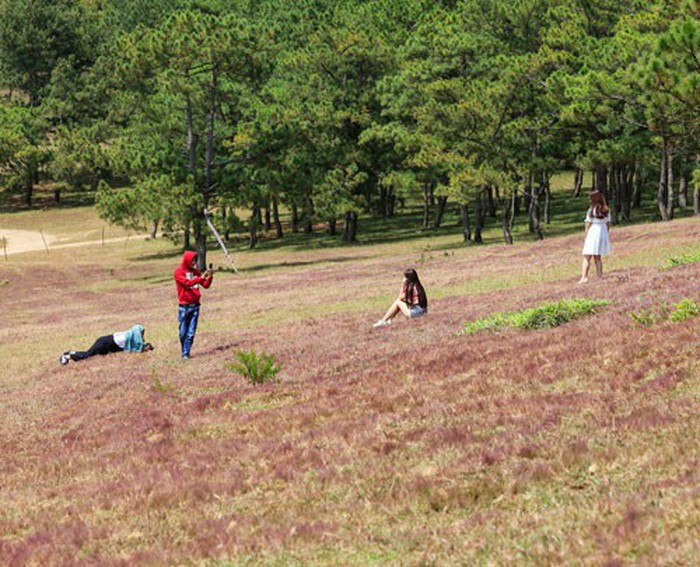 Đồi cỏ hồng ở tỉnh Lâm Đồng thu hút nhiều bạn trẻ đến chụp ảnh. Ảnh: VÕ TRANG Đồi cỏ hồng ở tỉnh Lâm Đồng thu hút nhiều bạn trẻ đến chụp ảnh. Ảnh: VÕ TRANG
