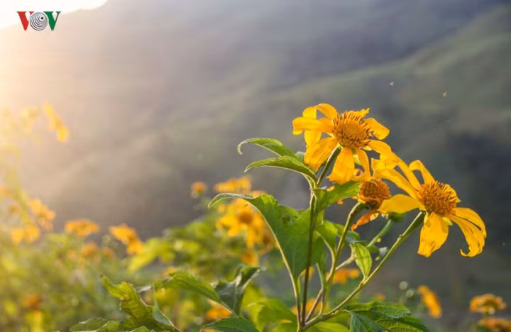  Làm say mê lòng người.