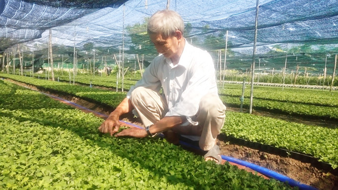 Vườn hoa cúc giống của ông Hưng  Vườn hoa cúc giống của ông HưngTổng Bí thư, Chủ tịch nước chỉ đạo xử lý tình trạng tham nhũng vặt