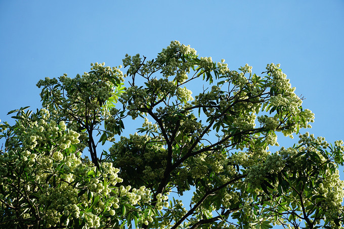 Đặc điểm chung là cây khá cao từ 15-30m, vỏ dày, nhựa chảy như sữa có tên hoa sữa hoặc mò cua. Hoa sữa là một trong những hình ảnh gắn với mùa thu ở Hà Nội.