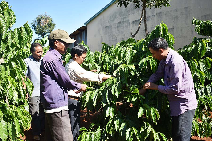 Cán bộ xã Ia Chía (huyện Ia Grai) hướng dẫn đồng bào dân tộc thiểu số cách chăm sóc cây cà phê. Ảnh: Phan Thương Cán bộ xã Ia Chía (huyện Ia Grai) hướng dẫn đồng bào dân tộc thiểu số cách chăm sóc cây cà phê. Ảnh: P.T