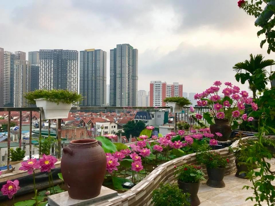 "Hồ sen của tôi nở đều từ tháng 5 đến tháng 10, mỗi đợt rộ được khoảng 20 bông", chị Thúy cho hay. Vốn bị "nghiện" trà sen, nên chị luôn mua sen hồ Tây về lấy gạo ướp. Phần hoa không dùng đến chị cắm vào vườn để tăng phần rực rỡ. "Hồ sen của tôi nở đều từ tháng 5 đến tháng 10, mỗi đợt rộ được khoảng 20 bông", chị Thúy cho hay. Vốn bị "nghiện" trà sen, nên chị luôn mua sen hồ Tây về lấy gạo ướp. Phần hoa không dùng đến chị cắm vào vườn để tăng phần rực rỡ.