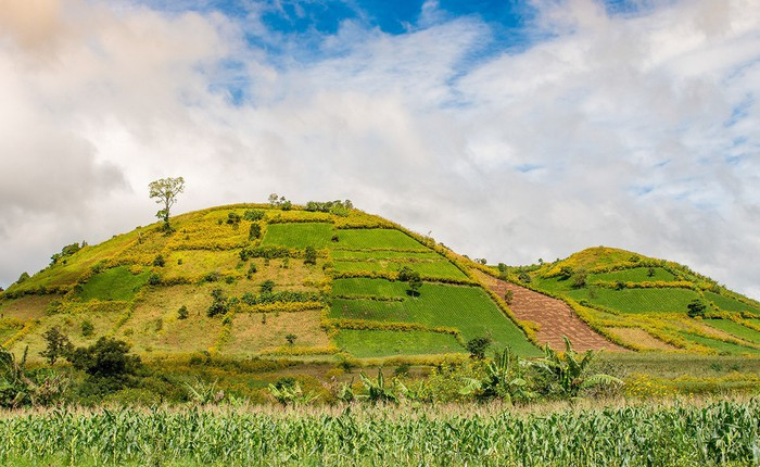  Một góc đồi núi Chư Đăng Ya phủ thảm hoa dã quỳ nhìn từ cánh đồng ngô