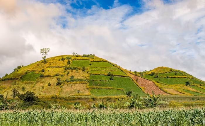  Một góc đồi núi Chư Đăng Ya phủ thảm hoa dã quỳ nhìn từ cánh đồng ngô