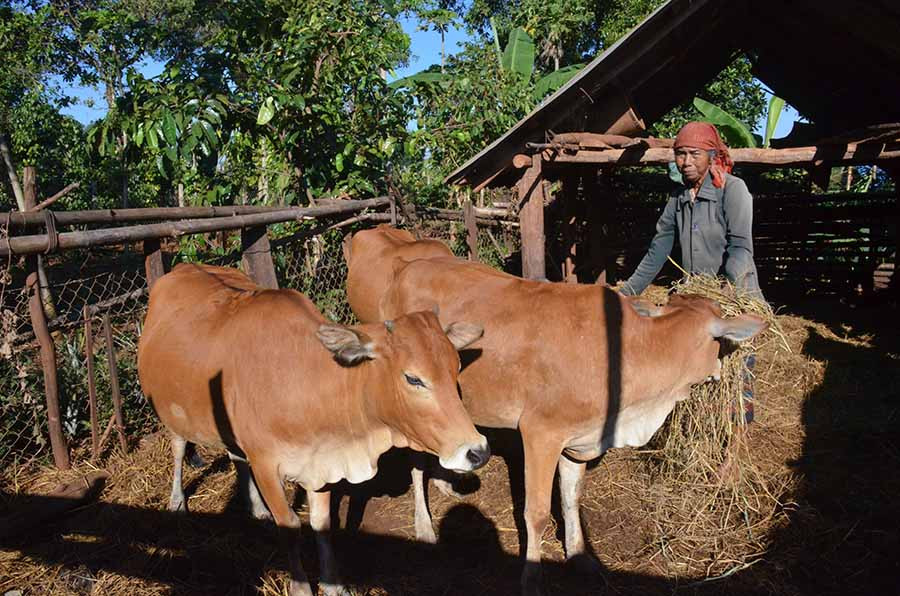  Vợ ông Siu Byơng đang chăm sóc đàn bò. Ảnh: V.H