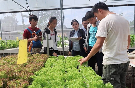 Các thành viên đội Three Musketeers tìm hiểu phương pháp trồng rau thủy canh tại nhà vườn  Các thành viên đội Three Musketeers tìm hiểu phương pháp trồng rau thủy canh tại nhà vườn
