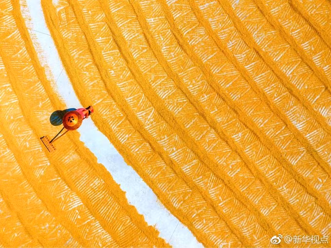 Hồ Nam, Trung Quốc: Người nông dân dùng cào trải đều những hạt lúa vừa thu hoạch trên sân phơi. Năm nay, lần đầu tiên Trung Quốc tổ chức Fesival Mùa thu hoạch của nông dân vào ngày 23/9. Ảnh: Li Jianxin/Xinhua.